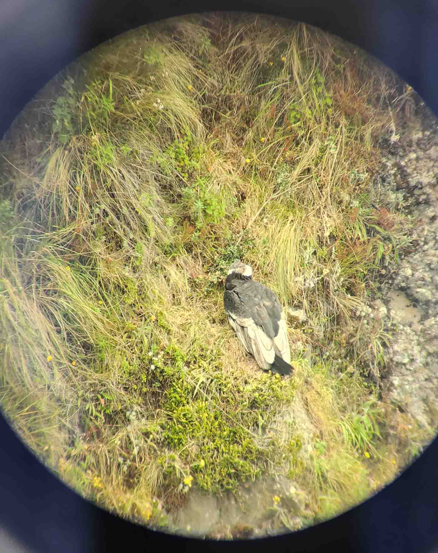 Andean condor