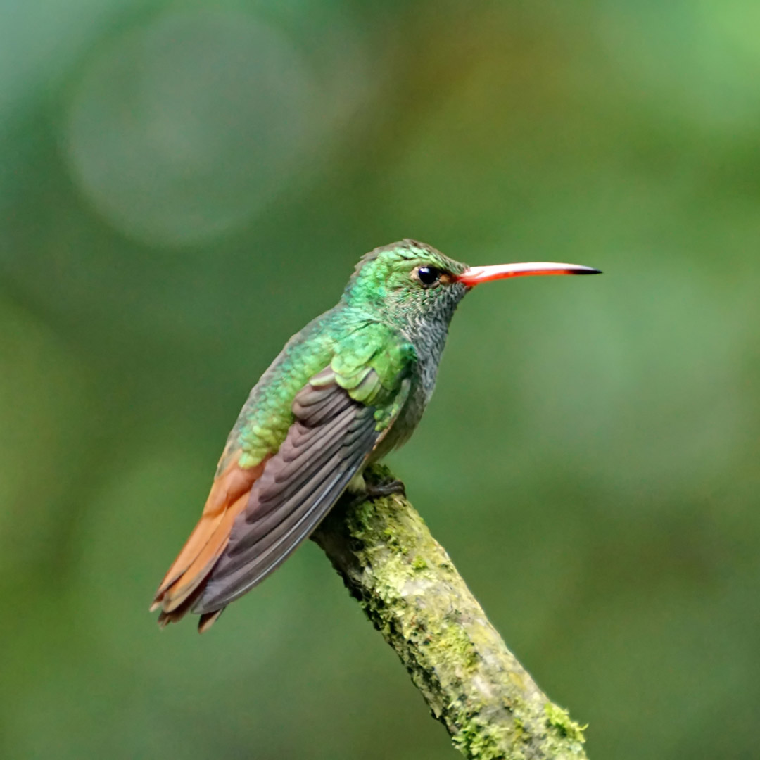 Colibri
