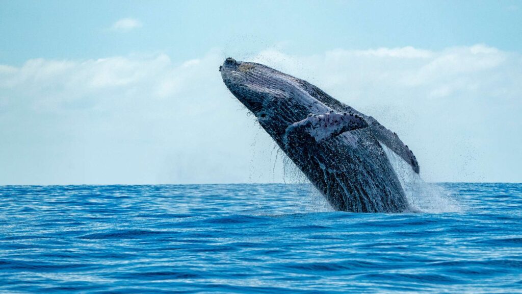 Galapagos Whale | Galapagos Conservacy | Latin Trails