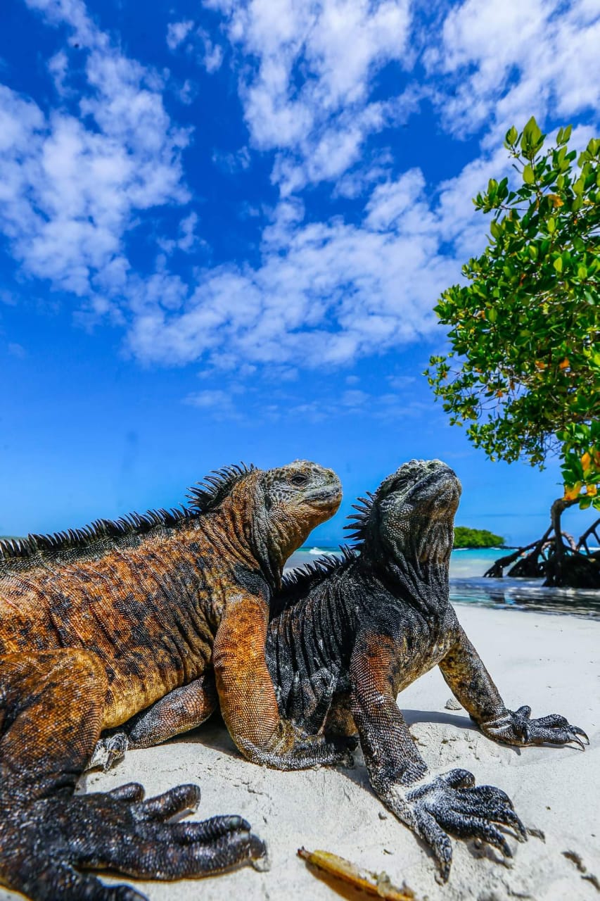 Iguanas Galapagos