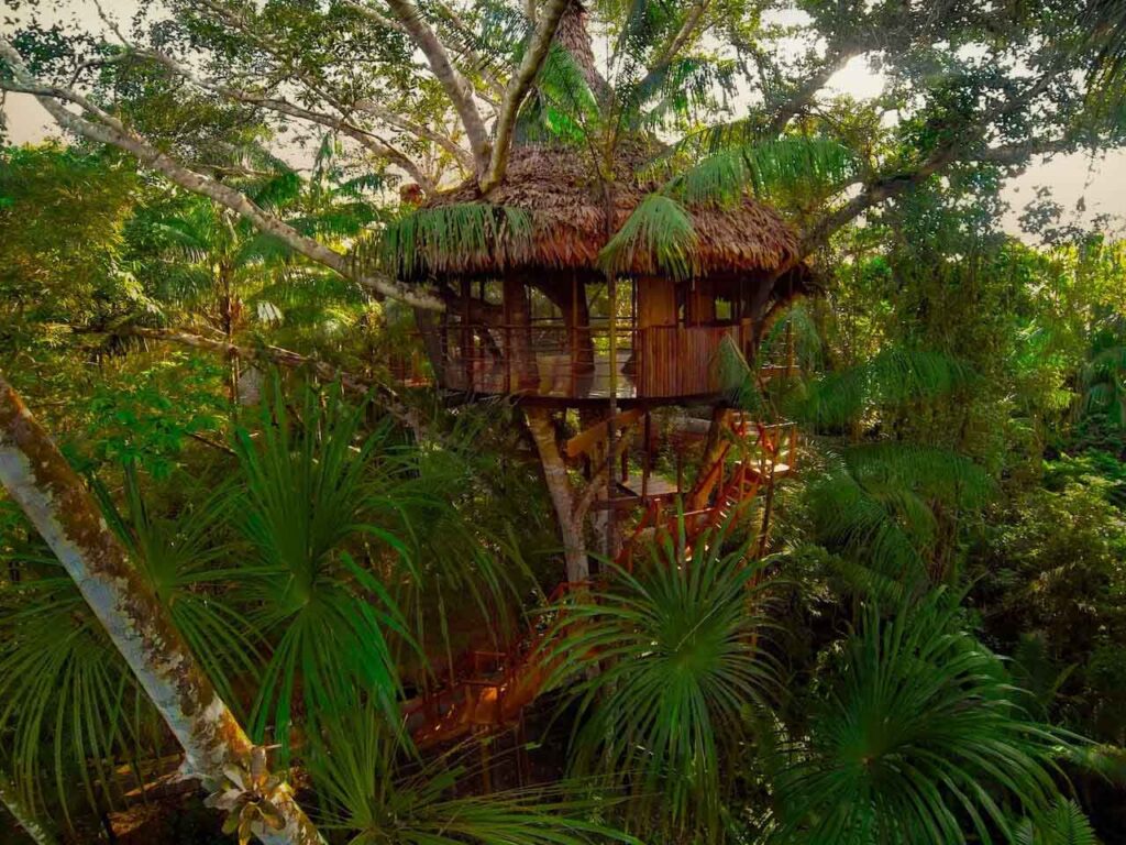 The Tree House Lodge​