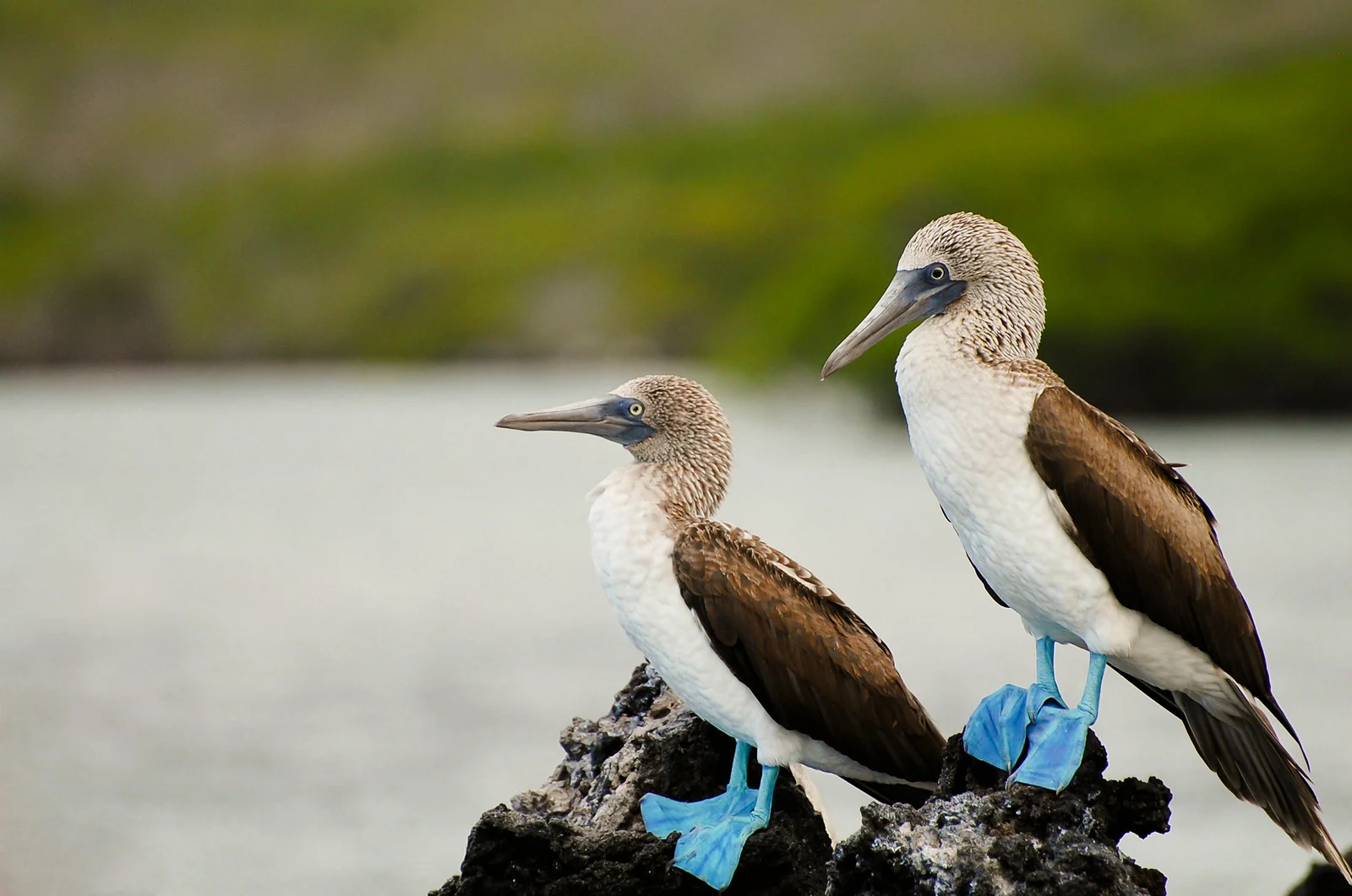 blue footed boobies galapagos
