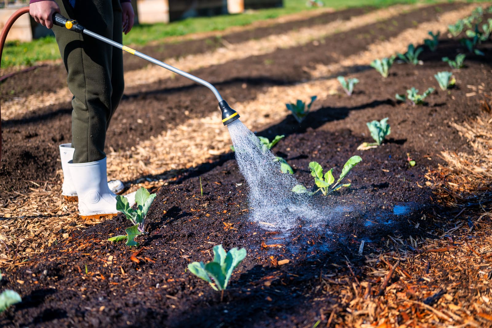 person watering plants