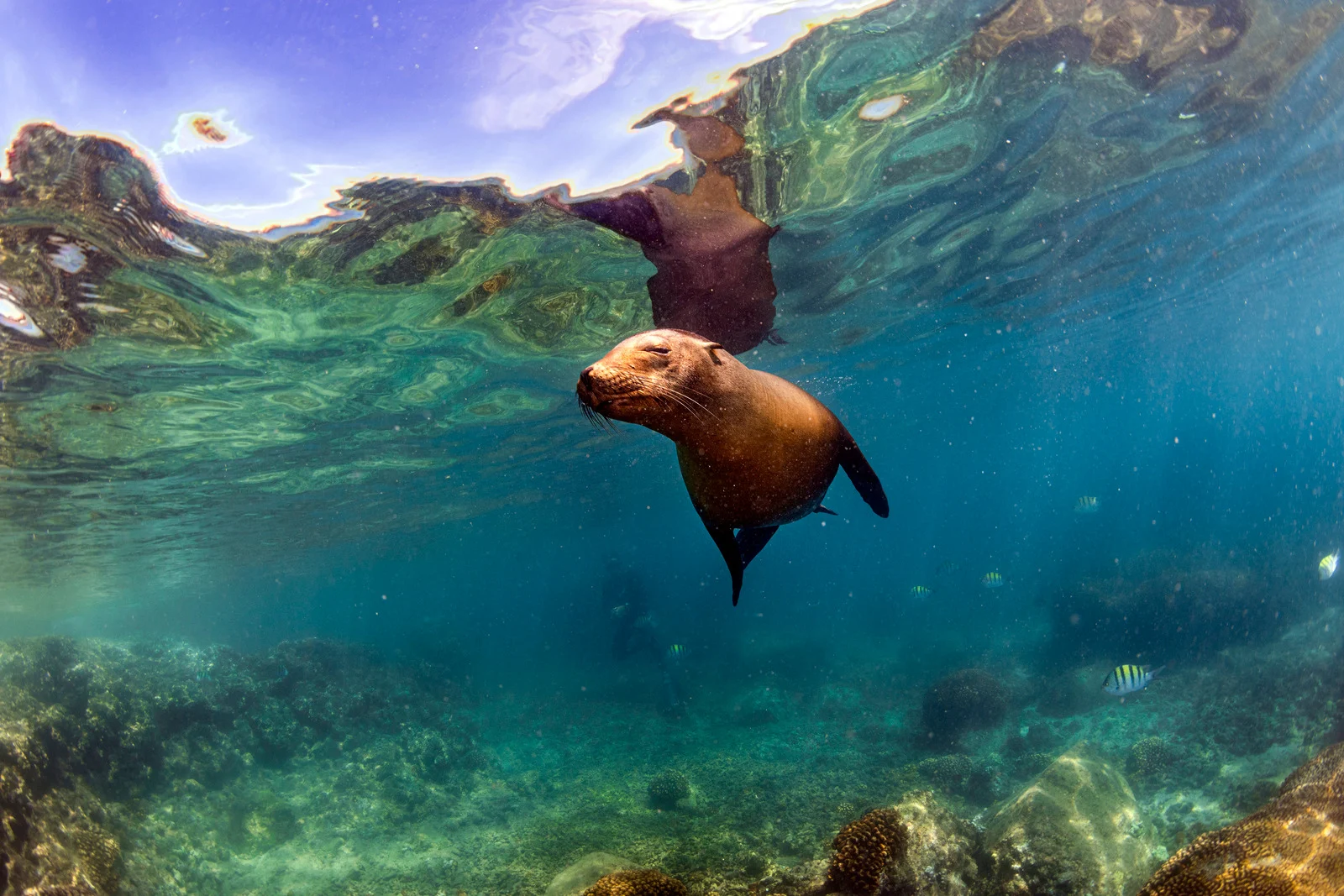 sea lion galapagos