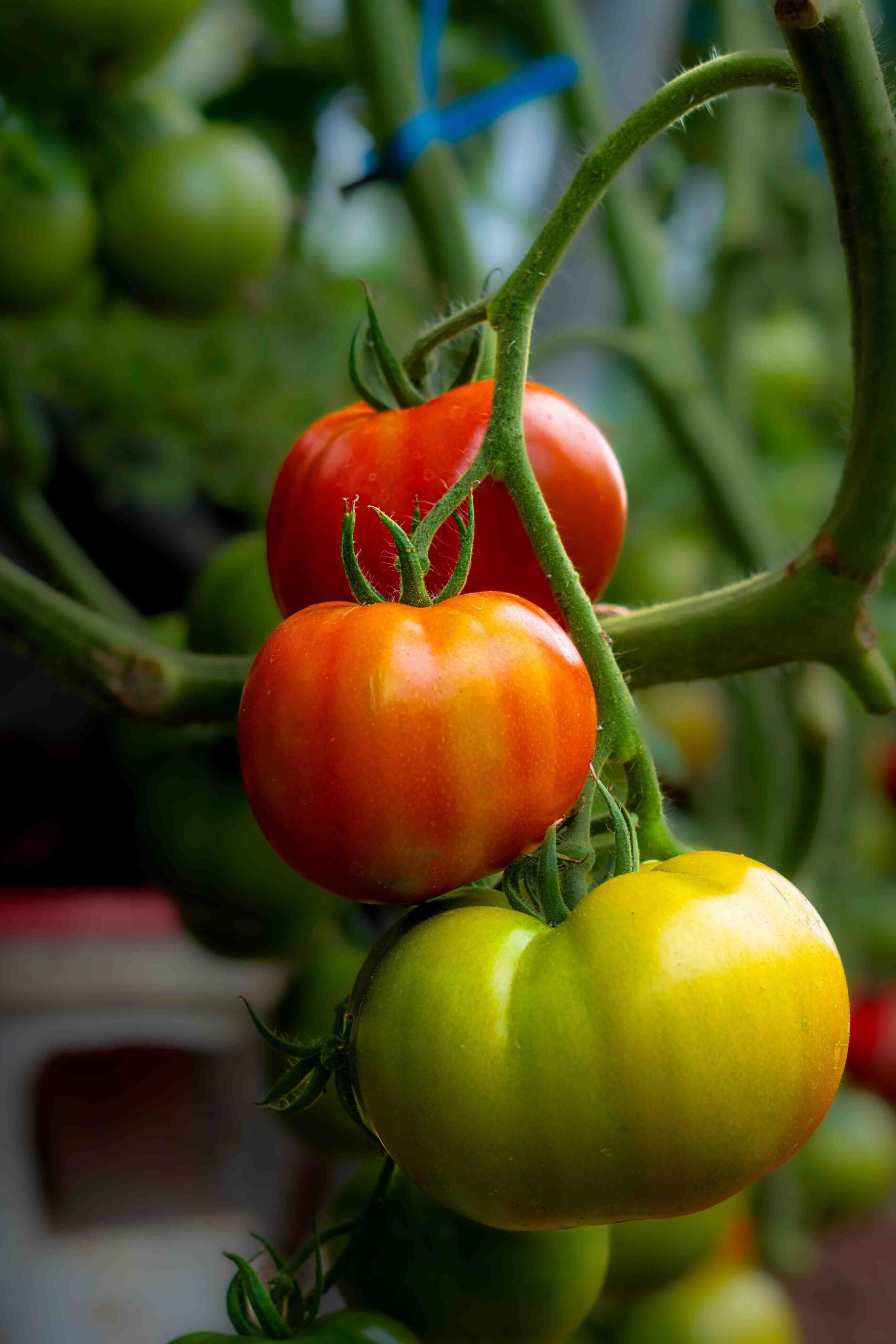 Tomatoes
