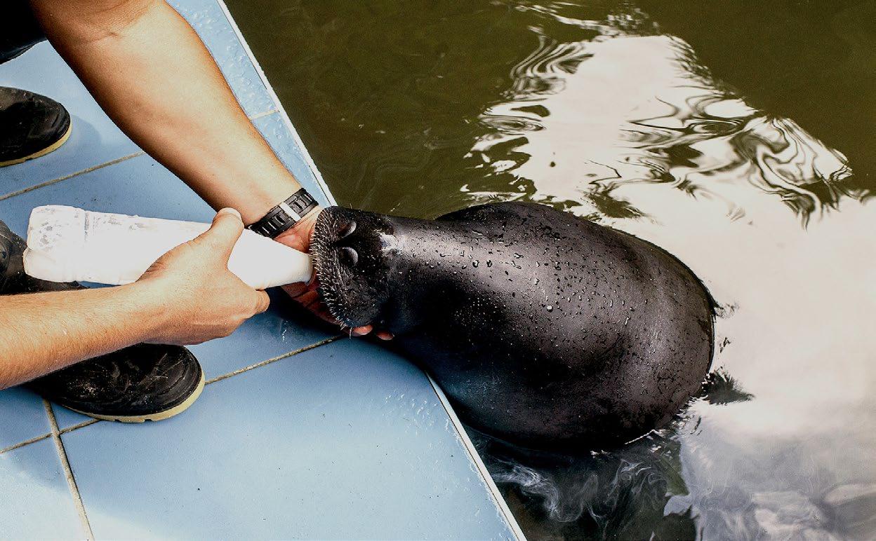 Manatee Rescue Center