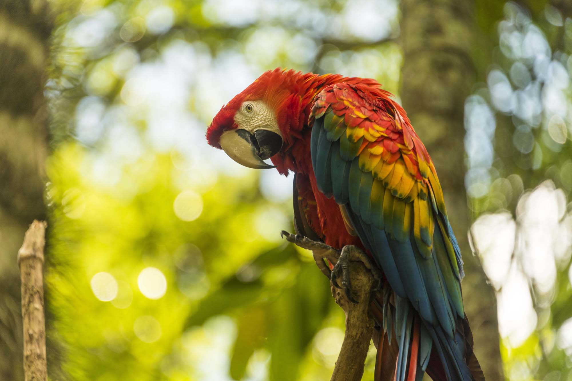 Parrot | Birdlife | Amazon
