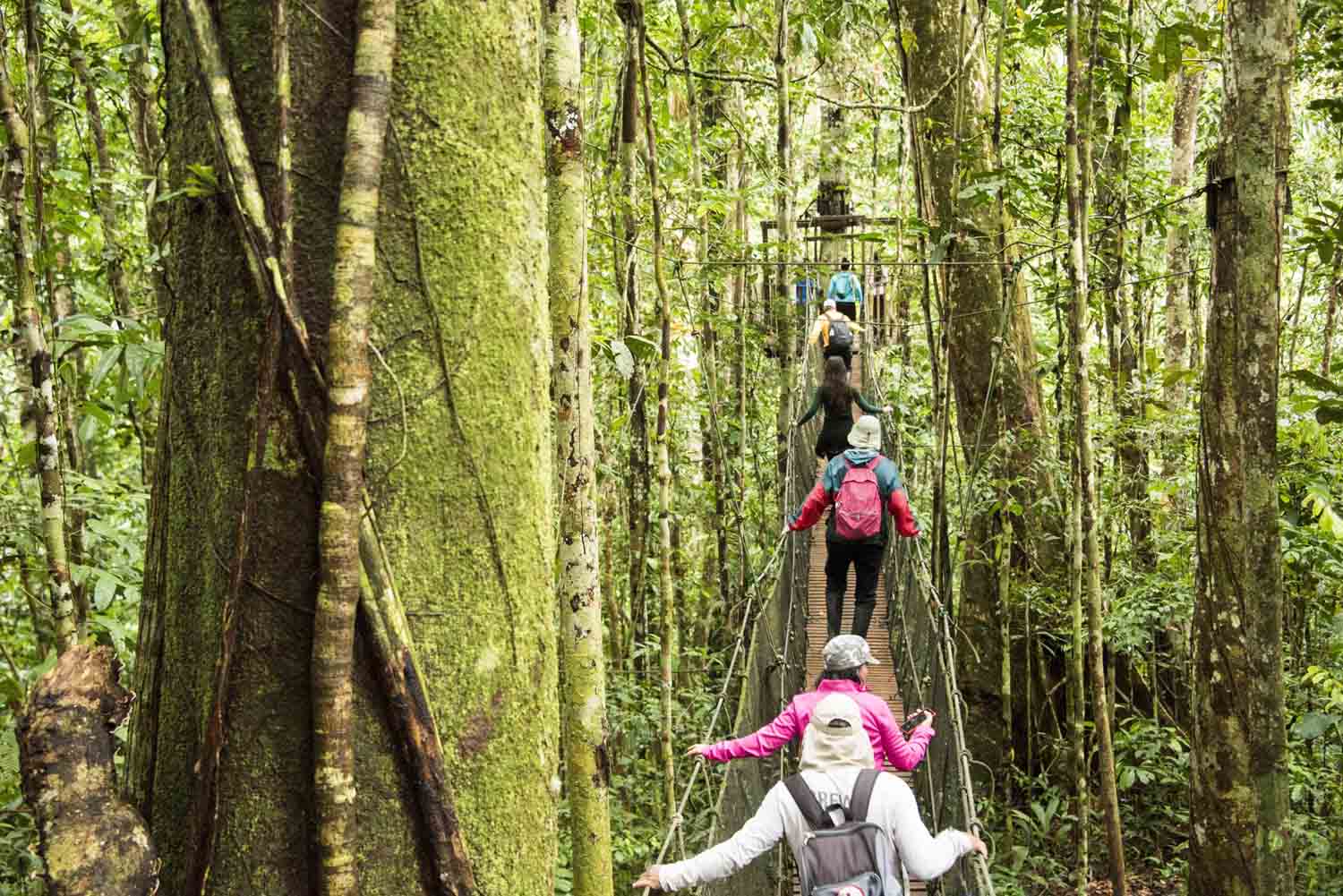 Canopy | Amazon Experiences