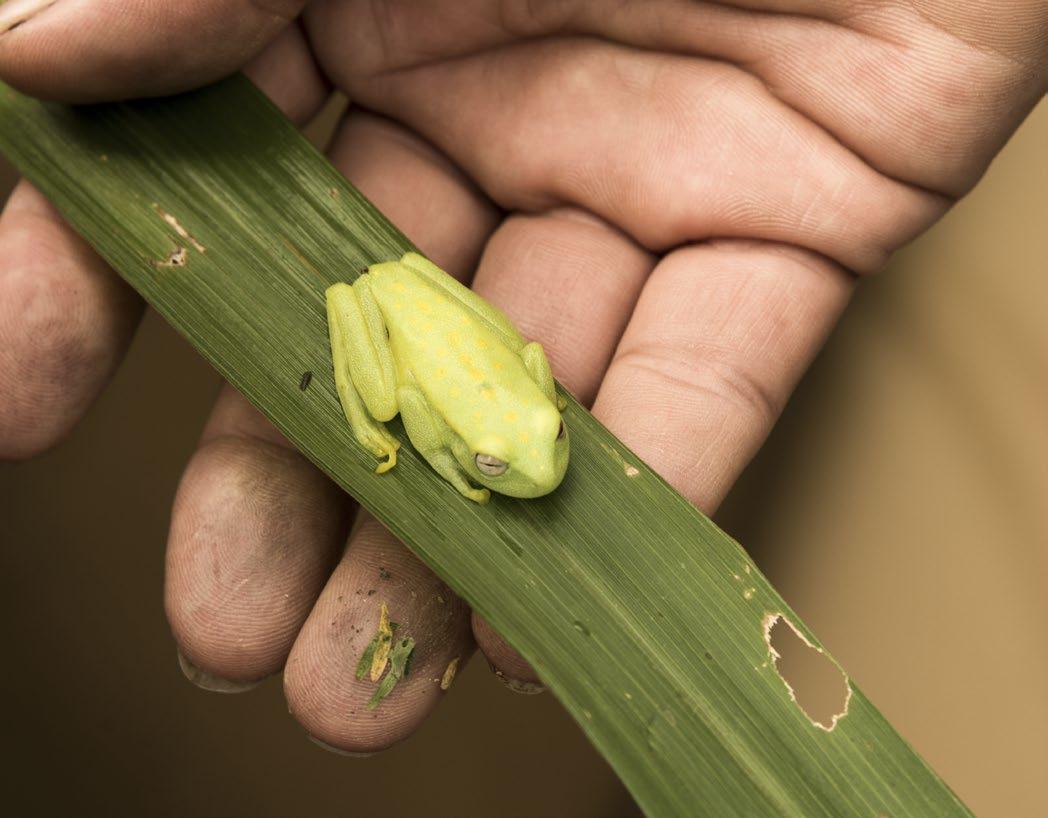 Frog | Amazon