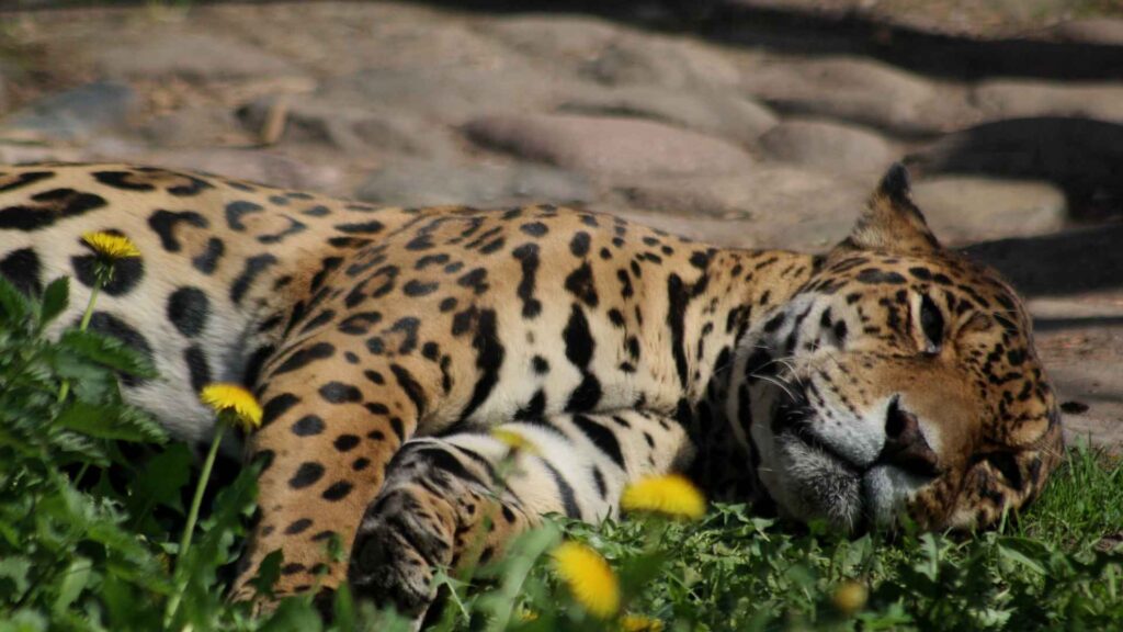 Jaguar | Amazon Jaguar | Amazon