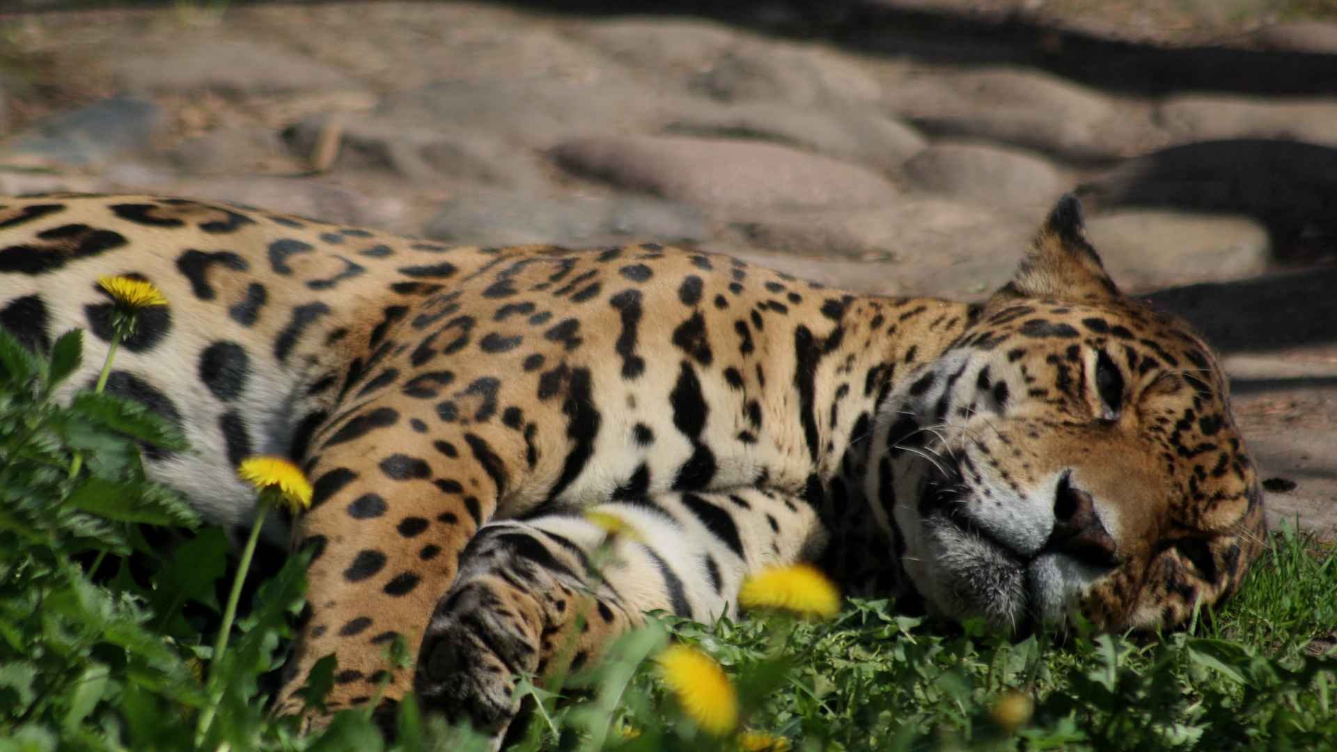 Jaguar | Amazon