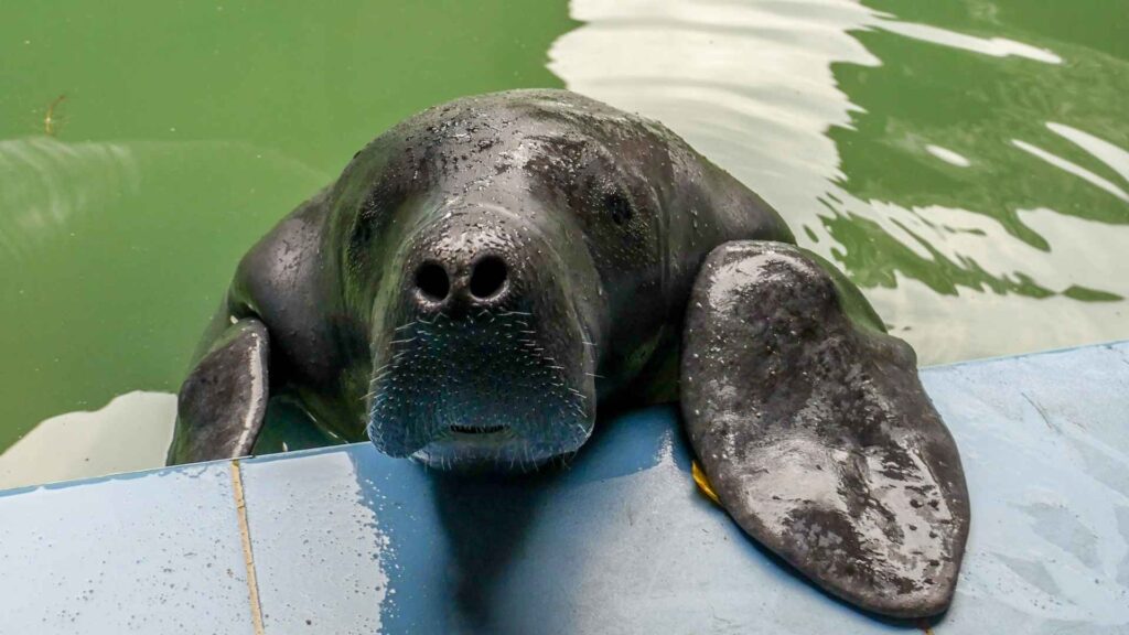 Manatee rescue center | Amazon Experience Manatee rescue center | Amazon Experience