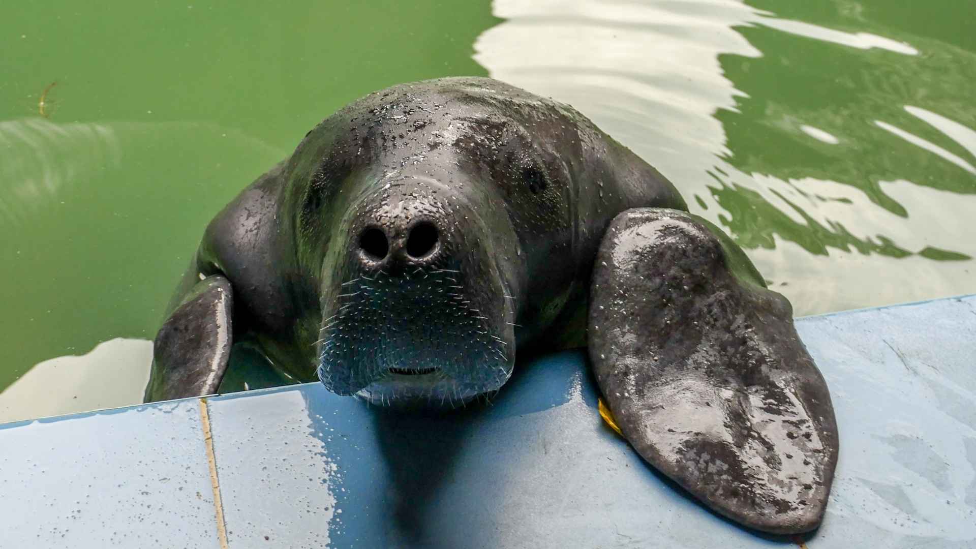 Manatee rescue center | Amazon Experience