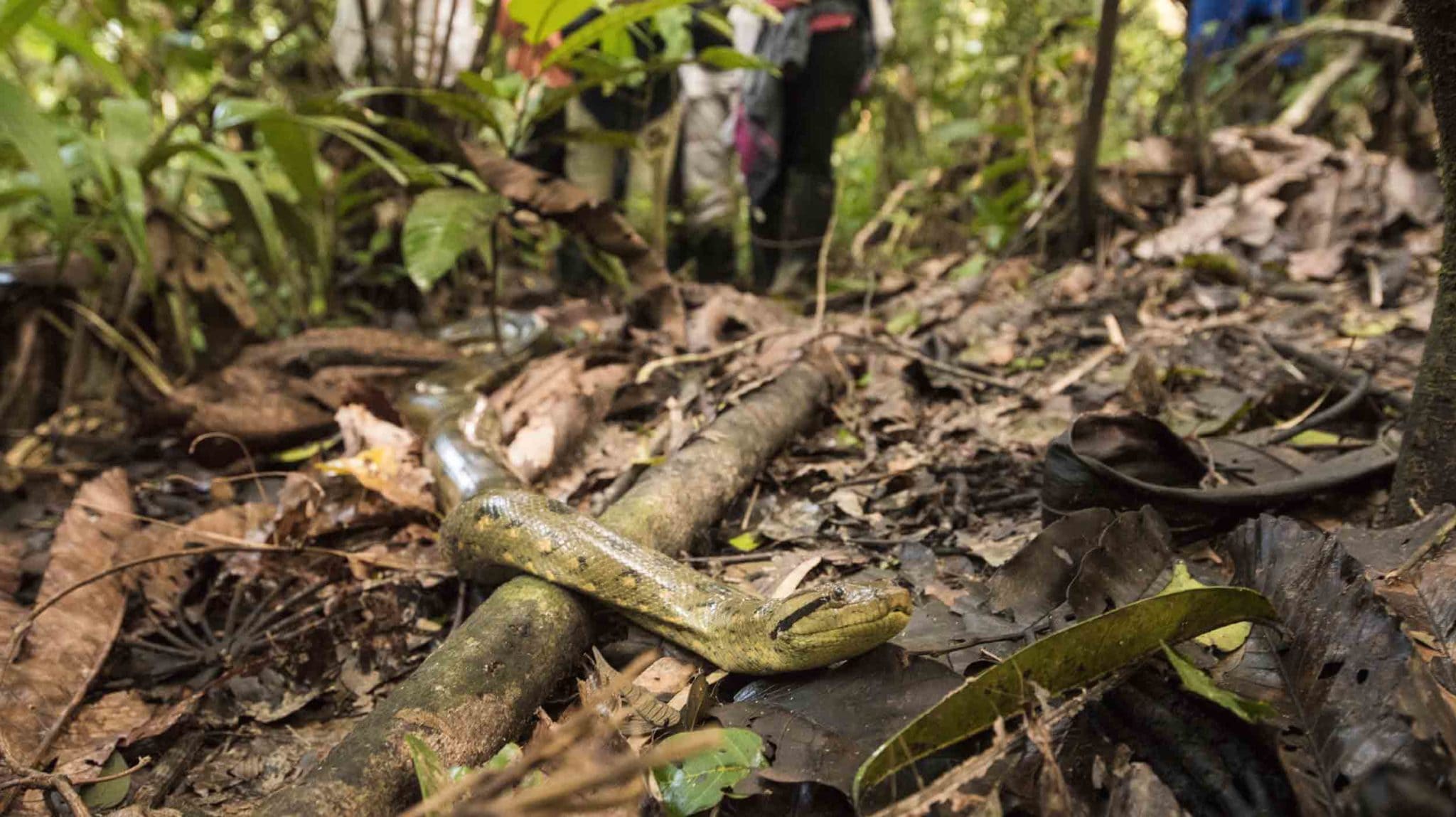 Snake | Wildlife | Amazon