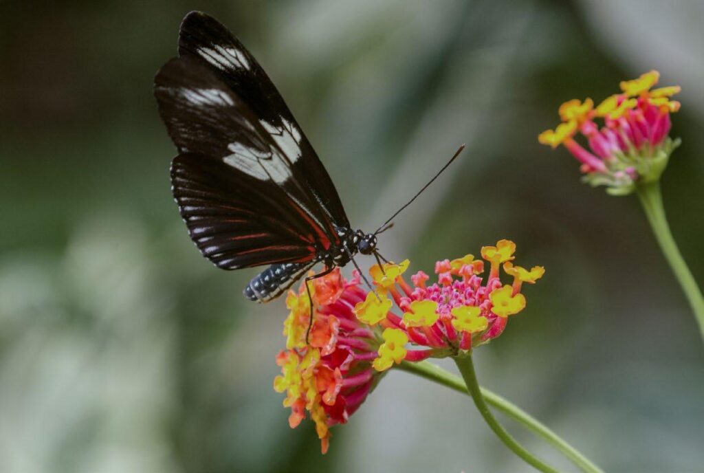 Butterfly | Wildlife Butterfly | Wildlife