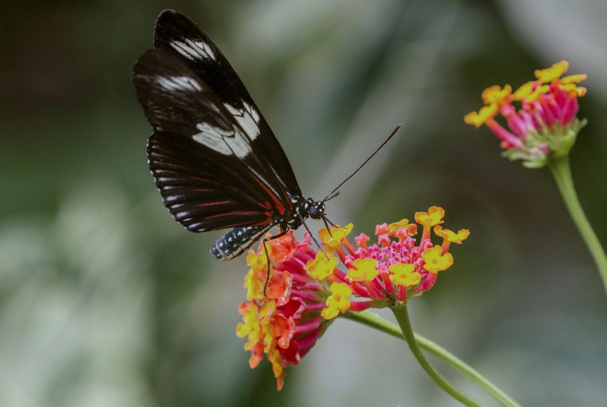 Butterfly | Wildlife