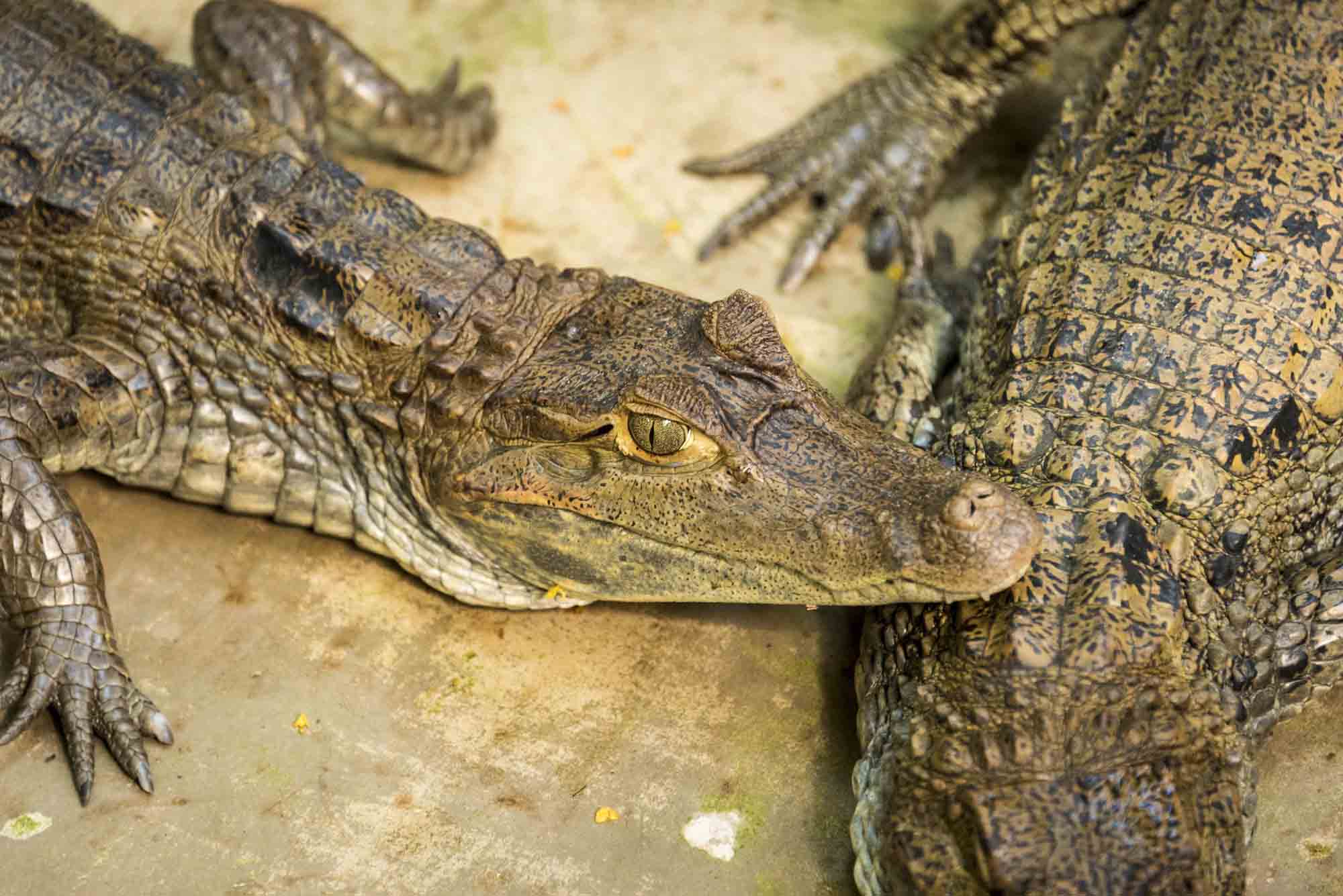 Caiman | Amazon