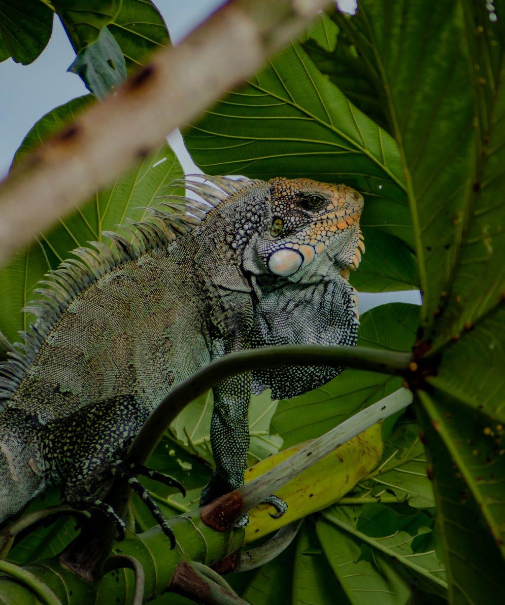 Land iguana | Amazon Wildlife