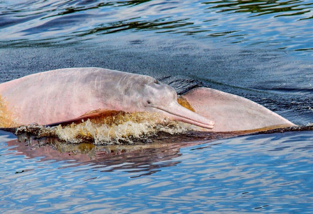 Pink Dolphins | Amazon