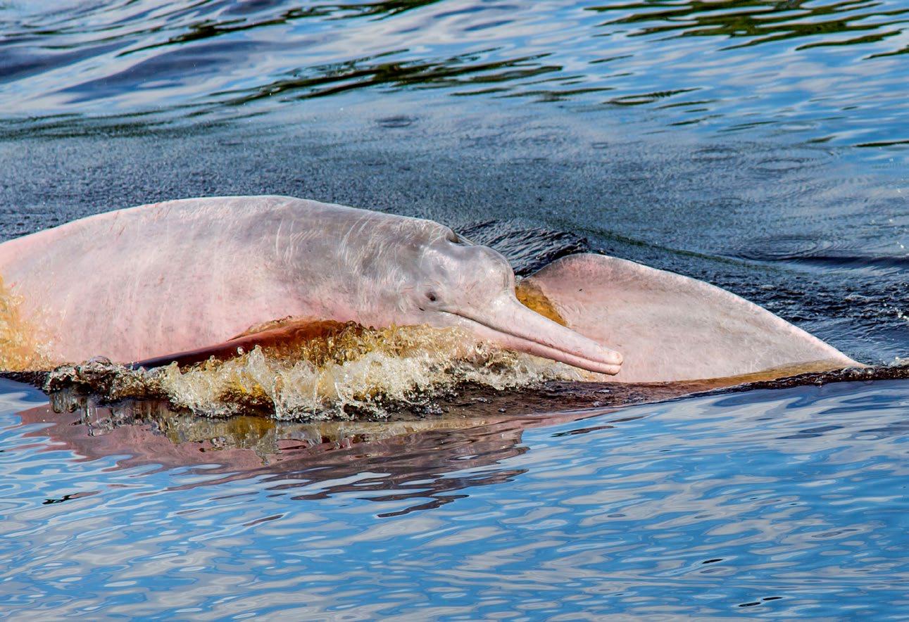Pink Dolphins | Amazon