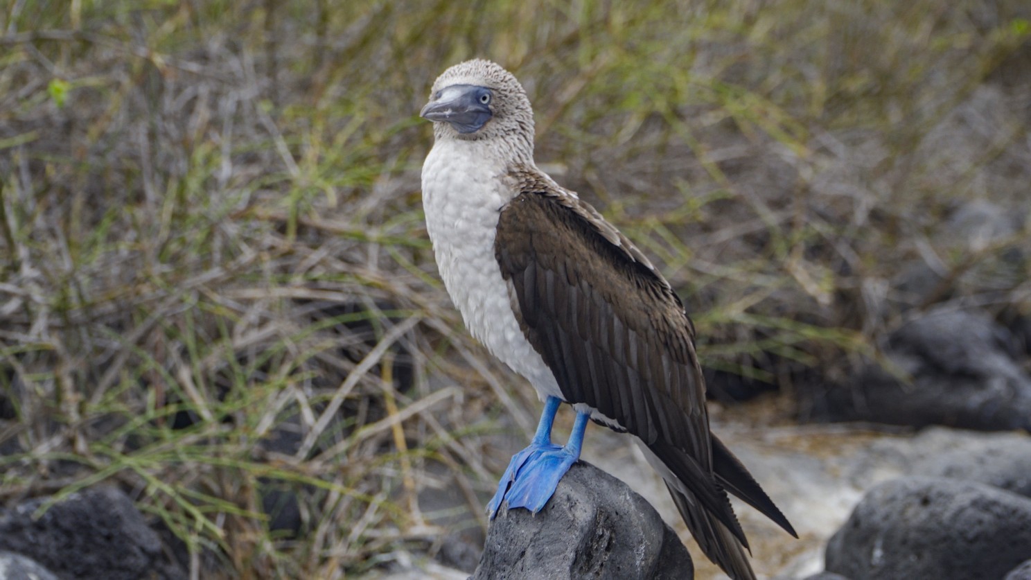 Blue Footed Booby | Gaapagos Islands | Hermes Catamaran