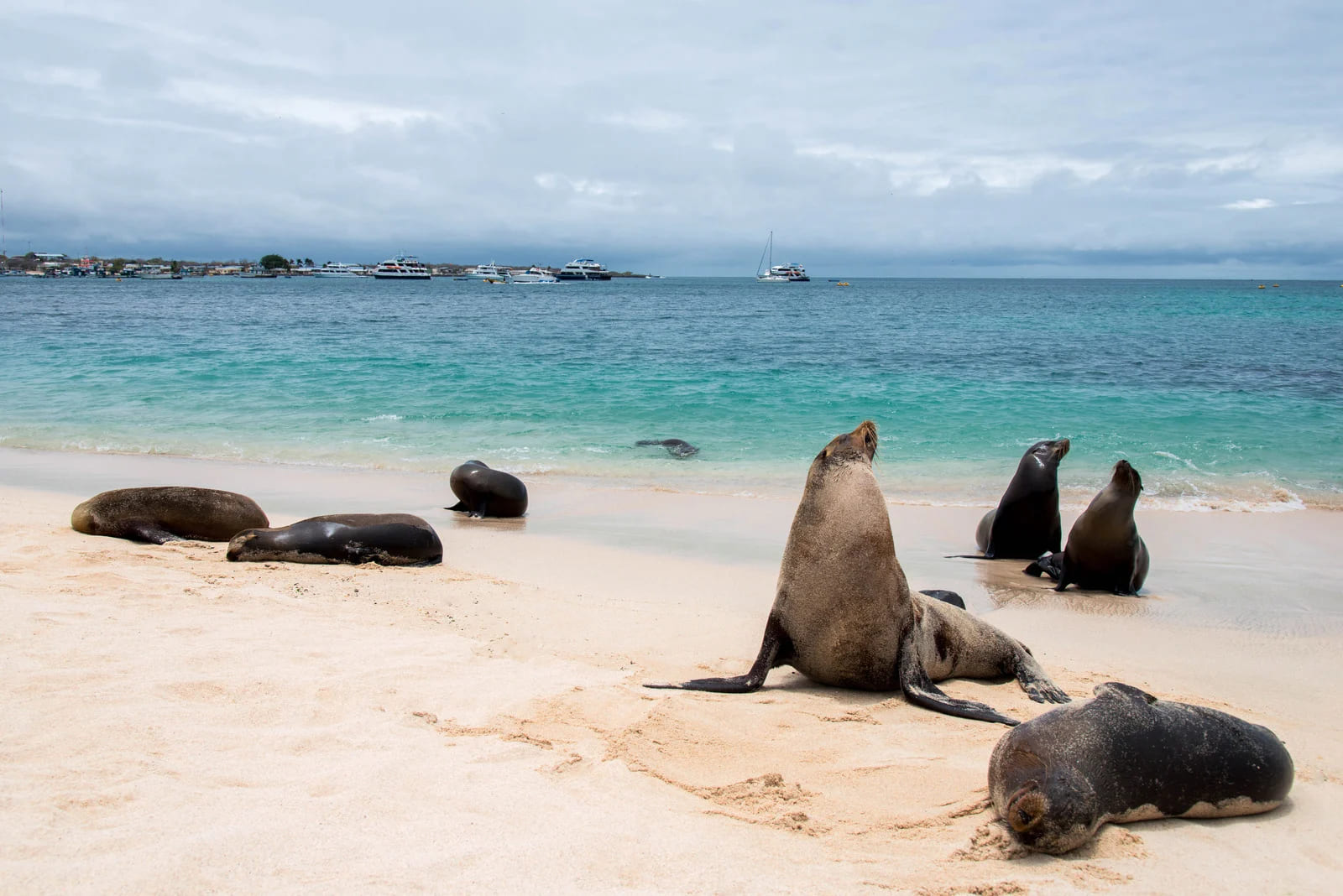 Galapagos Sea Lion