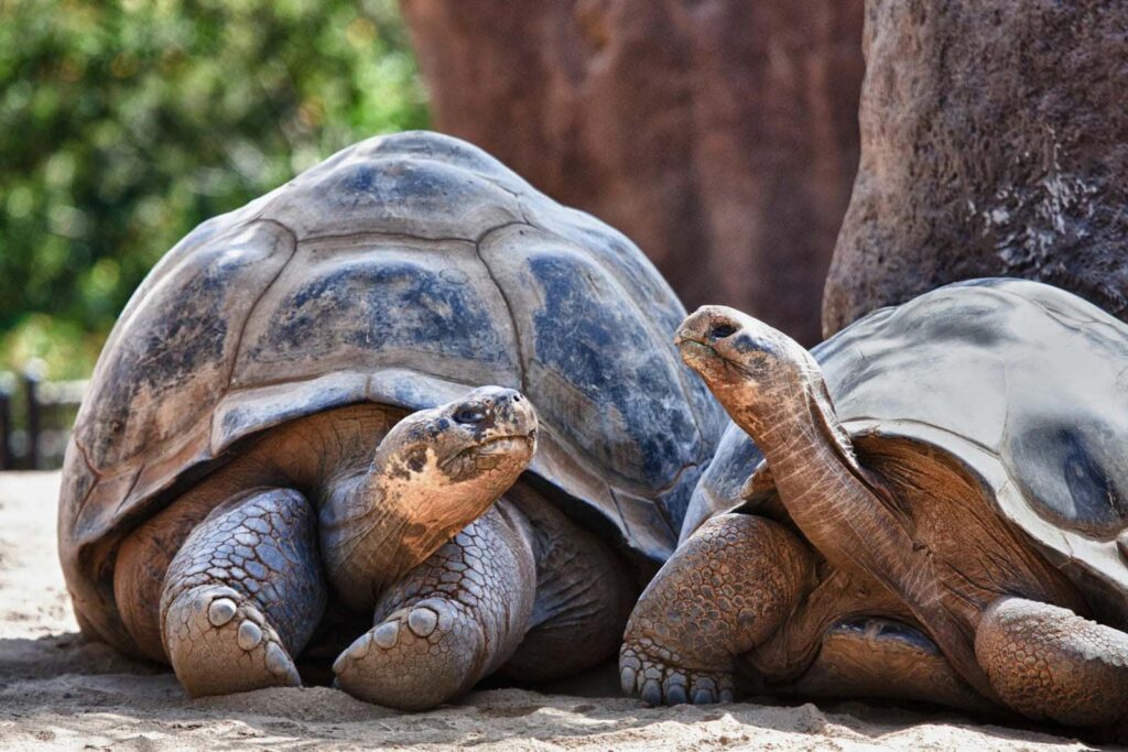 Galapagos tortoises