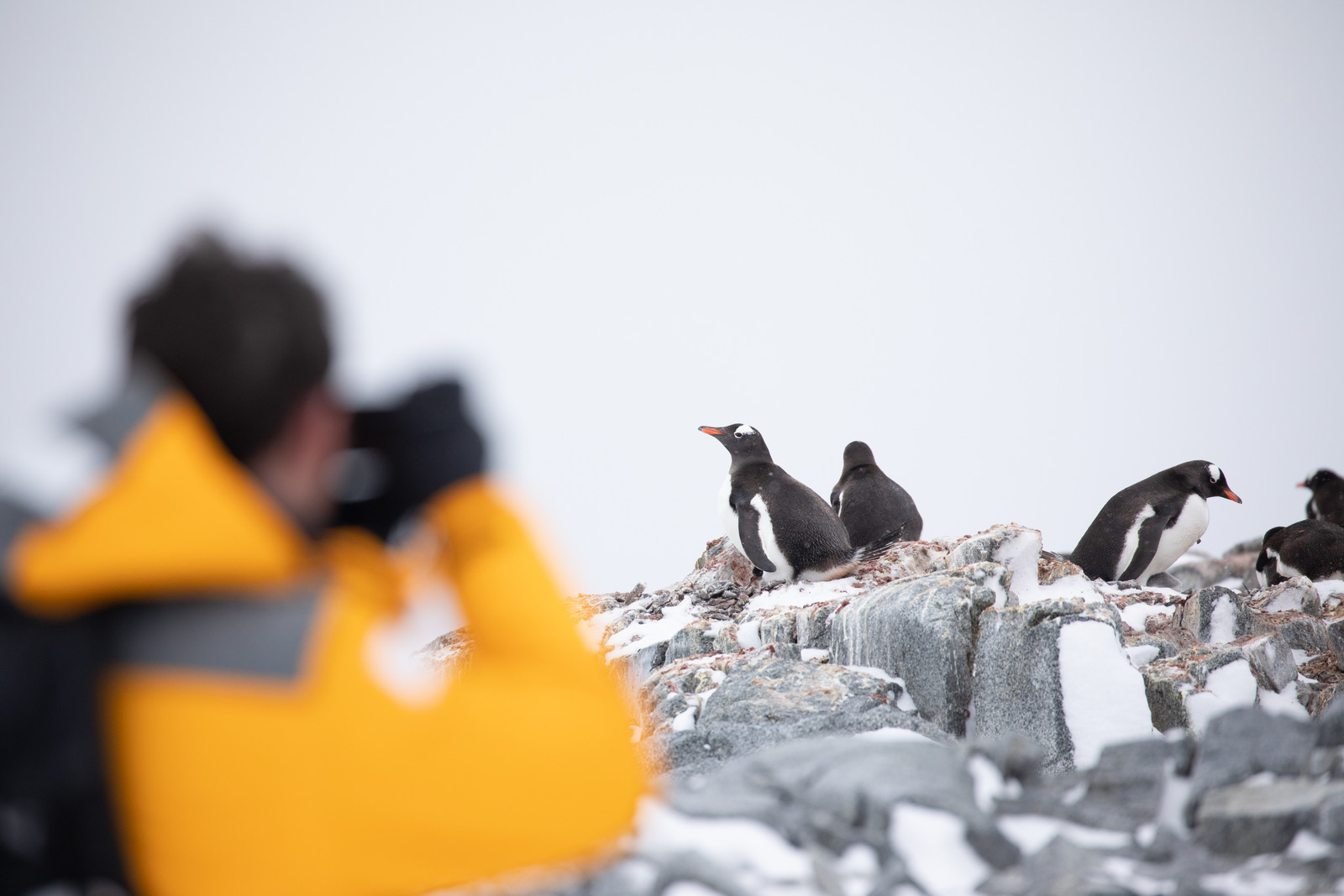 Tourist photographing Gentoo penguins | Antarctica
