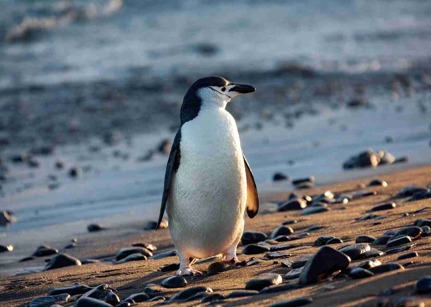 Chinstrap Penguin