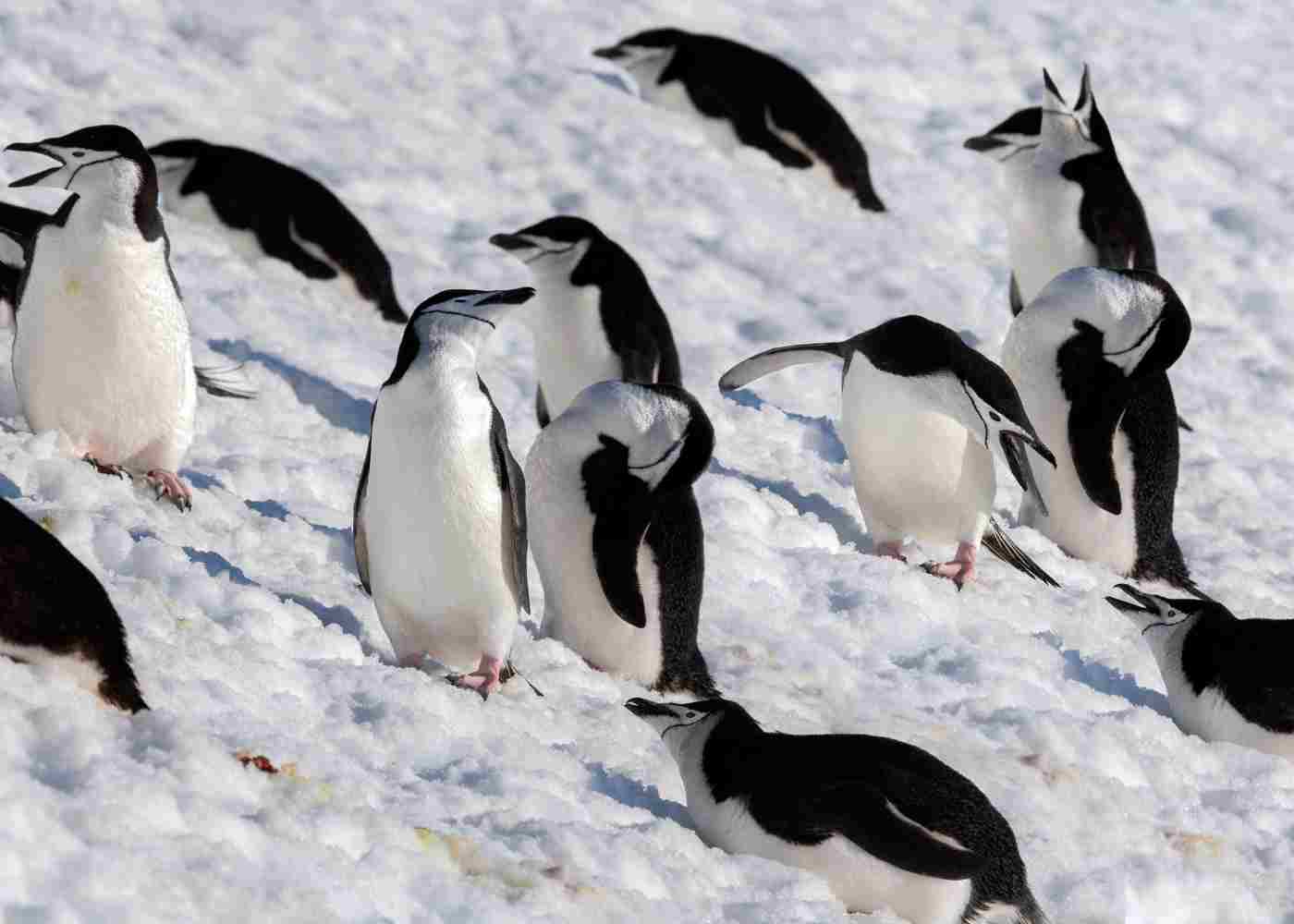 10D/9N Antarctica Beyond Limits: A Refined Fly & Cruise Expedition | Soutn America Tours