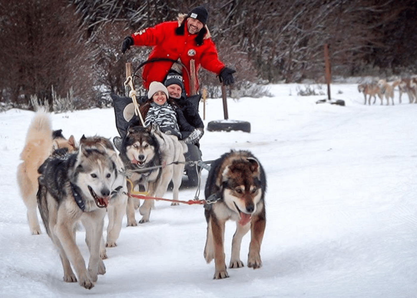Dog sledding experience | Ushuaia