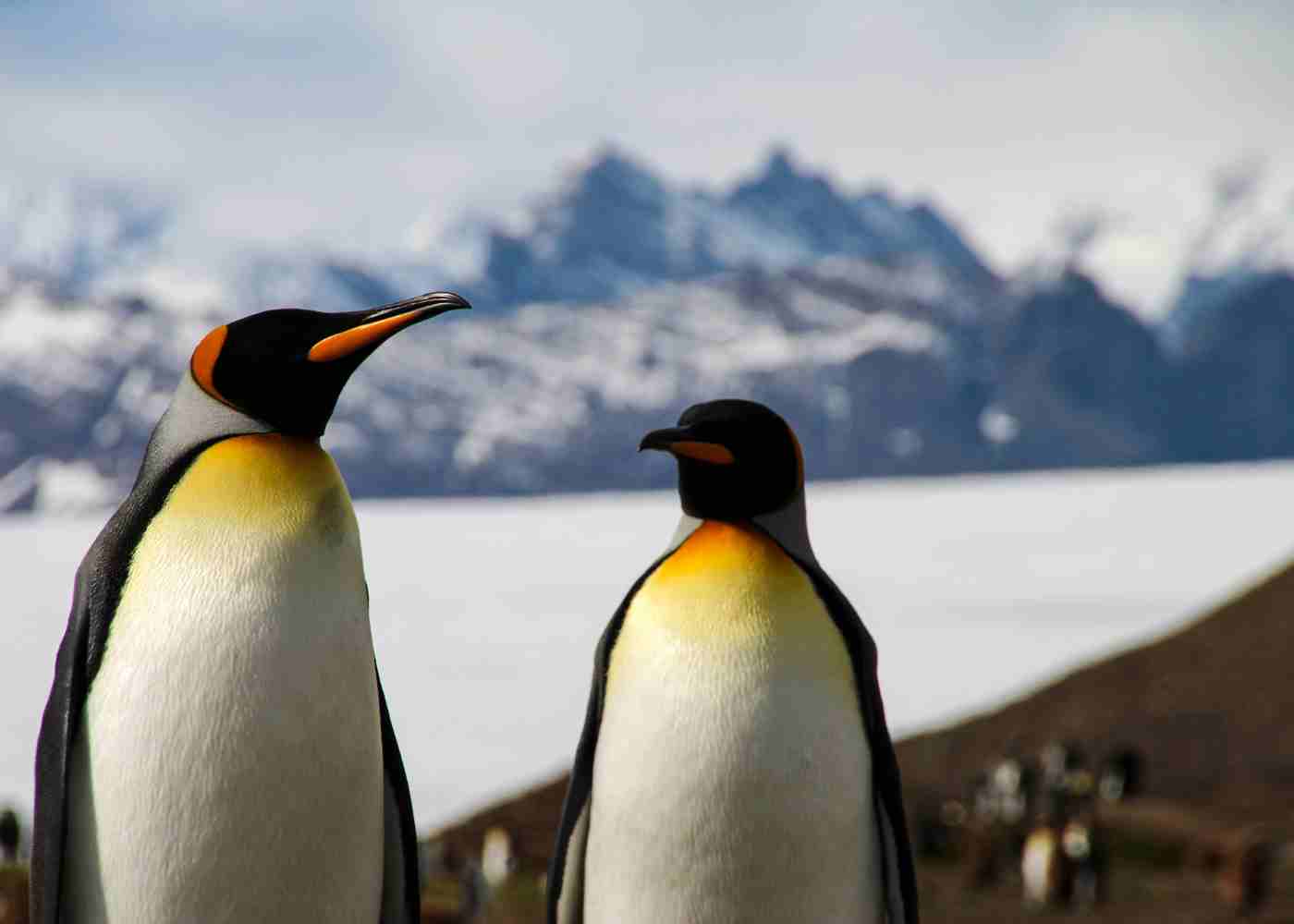 King penguin | South Georgia Antarctica