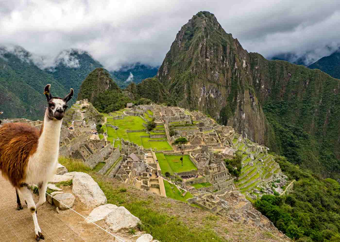 Llama in the Machu Picchu