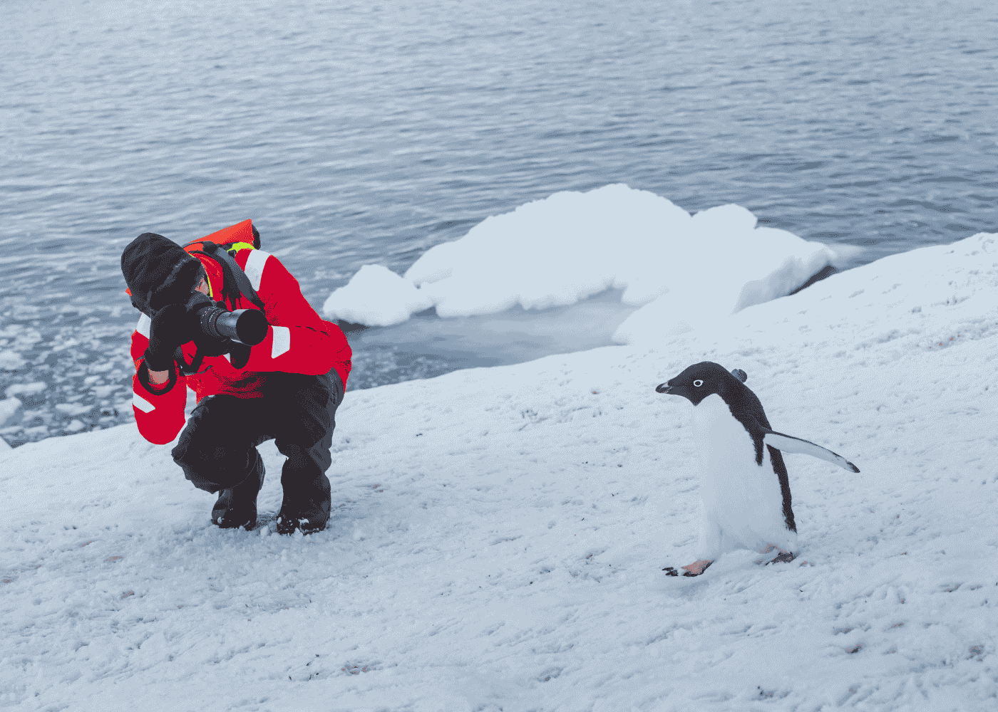 Tourist wildlife photographer in Antarctica