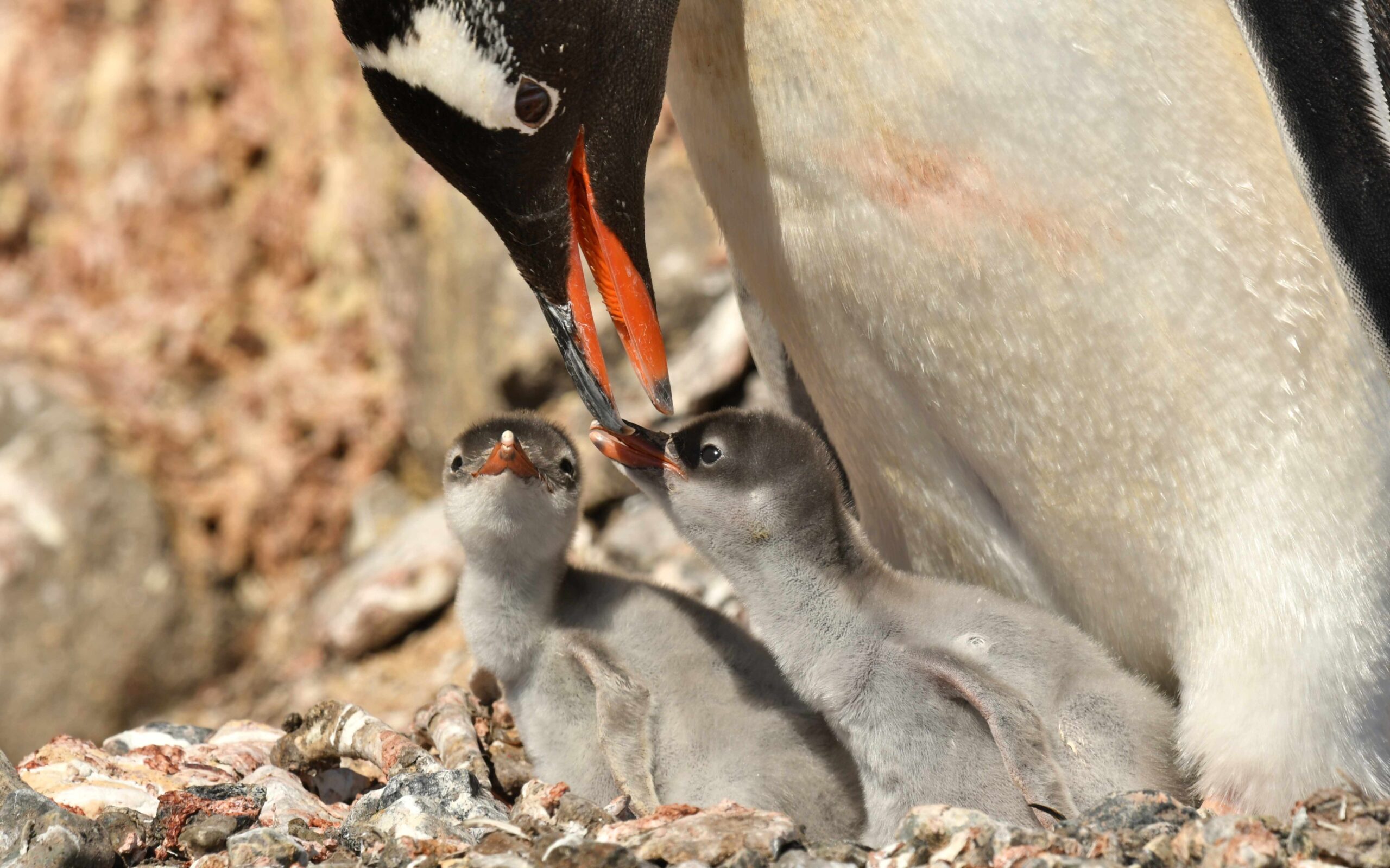 Pinguinos Gentoo Bebes