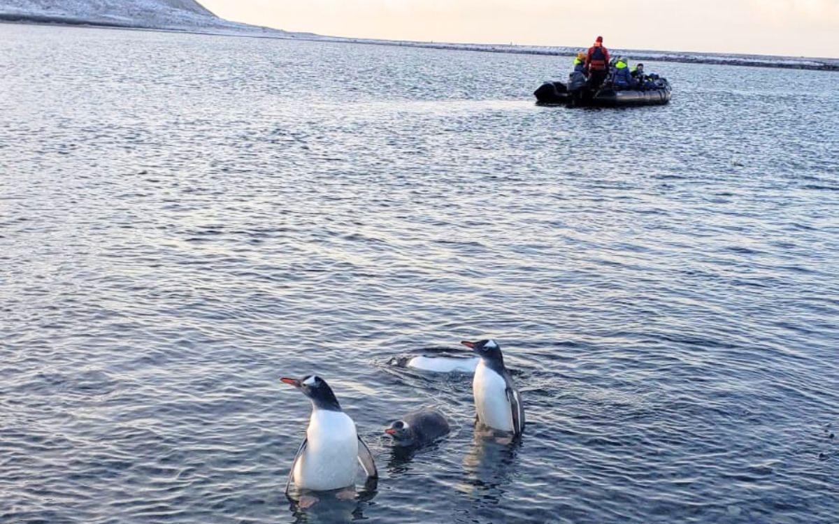 Crucero Zodiac con pingüinos por Anita Speier 
