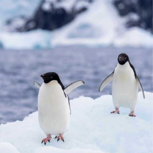 12D/11N Antarctica Expedition: Buenos Aires, Ushuaia & Drake Passage | Soutn America Tours