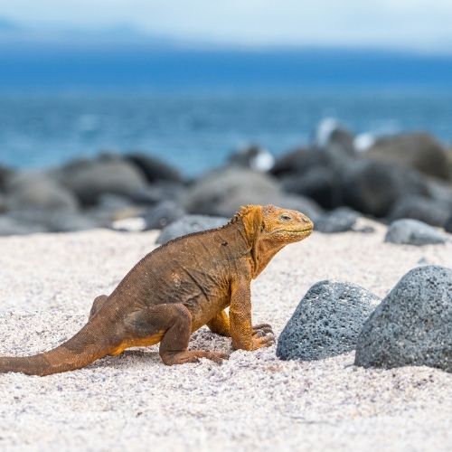 Galapagos land iguana at North Seymour Island