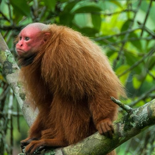 Bald uakari in Peruvian Amazon