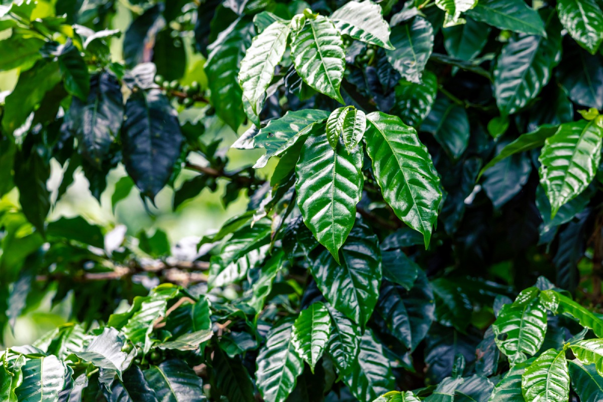 Private Coffee Tour in Boquete / Panama / Central American